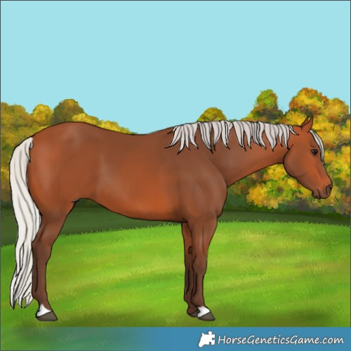 Horse Color:Silver Bay 
