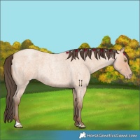 Horse Color:Amber Champagne Roan