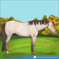 Horse Color:Amber Champagne Roan 