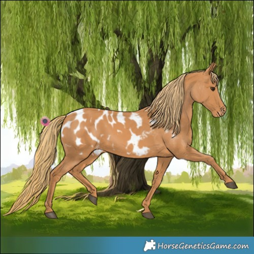 Horse Color:Chestnut Appaloosa 