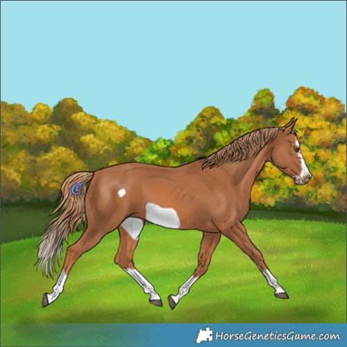 Horse Color:Chestnut Splash Frame