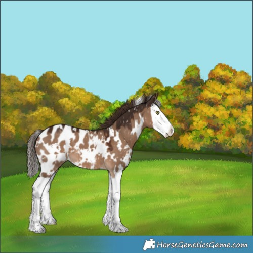 Horse Color:White Spotted Liver Red Dun Splash Appaloosa