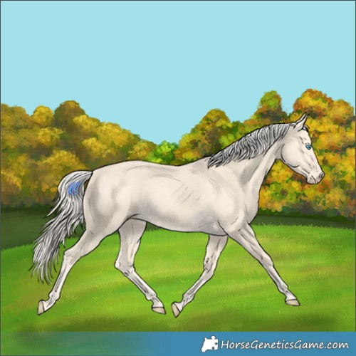 Horse Color:Cremello