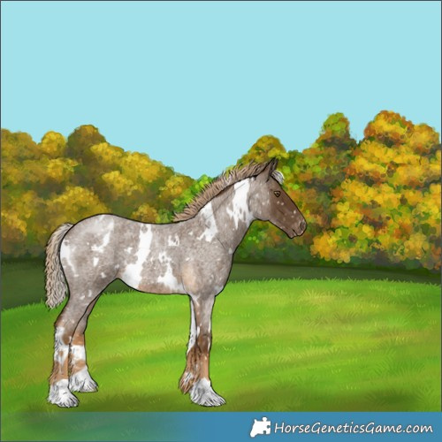 Horse Color:White Spotted Chocolate Palomino Roan Snowflake Varnish 
