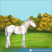 Horse Color:White Spotted Cremello Splash Blanket Rabicano 