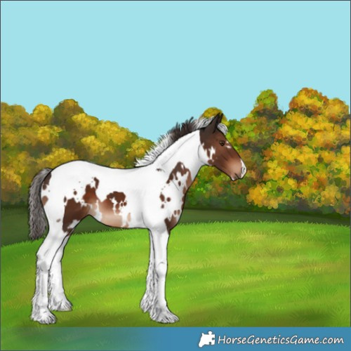 Horse Color:White Spotted Liver Chestnut Tobiano