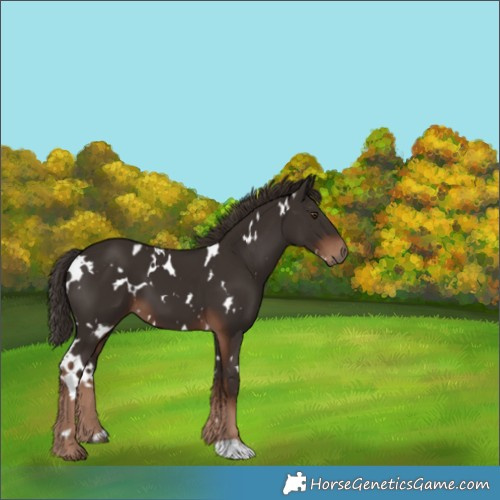 Horse Color:White Spotted Liver Chestnut 