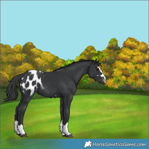 Horse Color:Black Appaloosa 