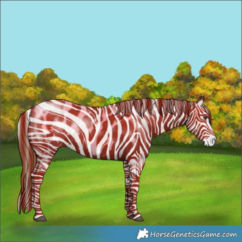 Horse Color:Chestnut Appaloosa 