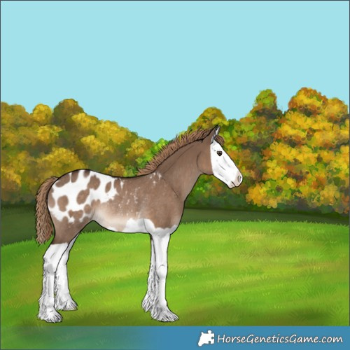 Horse Color:Liver Red Dun Splash Blanket Rabicano