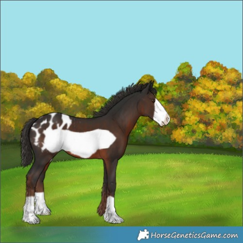 Horse Color:Liver Chestnut Frame Appaloosa 
