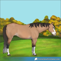 Horse Color:Bay Dun Splash 