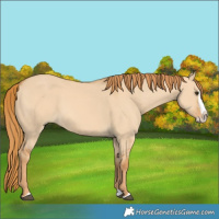 Horse Color:Red Dun Splash 