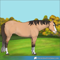 Horse Color:Bay Dun Splash 