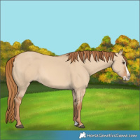 Horse Color:Red Dun Splash 