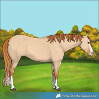 Horse Color:Red Dun Splash 