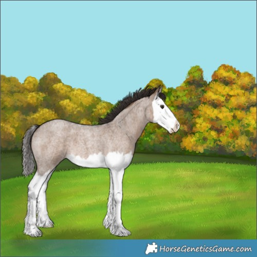Horse Color:Liver Red Dun Roan Splash 