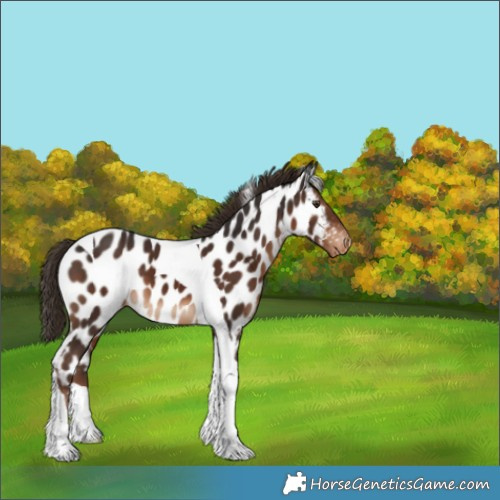 Horse Color:Liver Chestnut Tobiano Near Leopard
