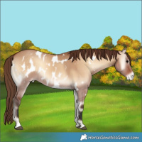 Horse Color:White Spotted Bay Onyx Appaloosa
