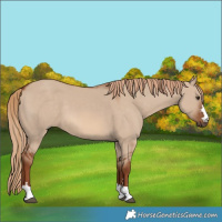 Horse Color:Red Dun
