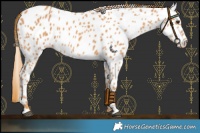 Horse Color:Chestnut Near Leopard