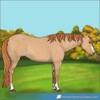Horse Color:Red Dun