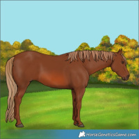 Horse Color:Chestnut 