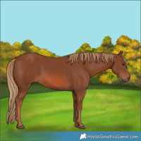 Horse Color:Chestnut 