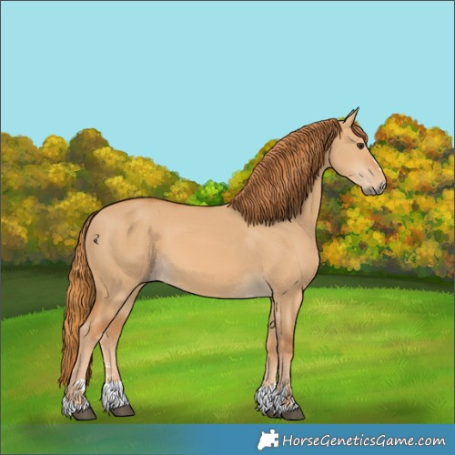 Horse Color:Red Dun 