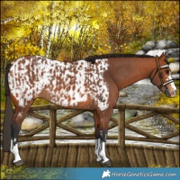 Horse Color:Bay  and Bay Near Leopard 