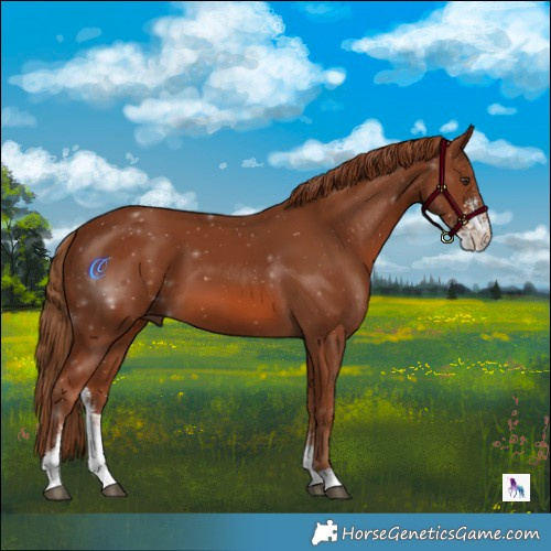 Horse Color:Chestnut Sabino 