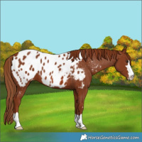 Horse Color:Chestnut Blanket 
