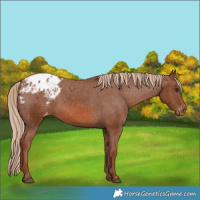 Horse Color:Chestnut Appaloosa 