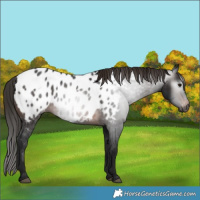 Horse Color:Gray Bay Near Leopard 