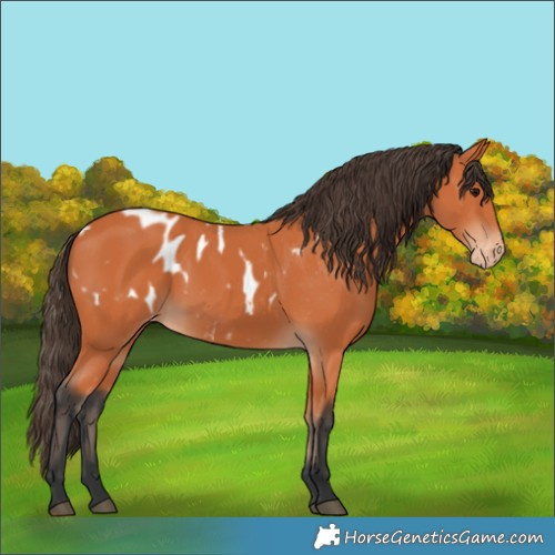 Horse Color:Bay Appaloosa