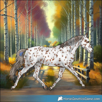 Horse Color:Chestnut Appaloosa 