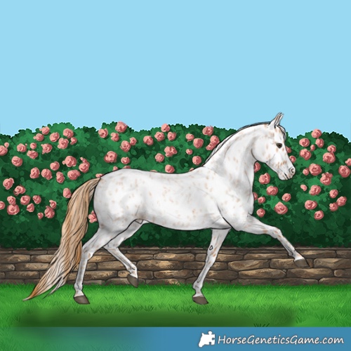 Horse Color:Red Roan Appaloosa 