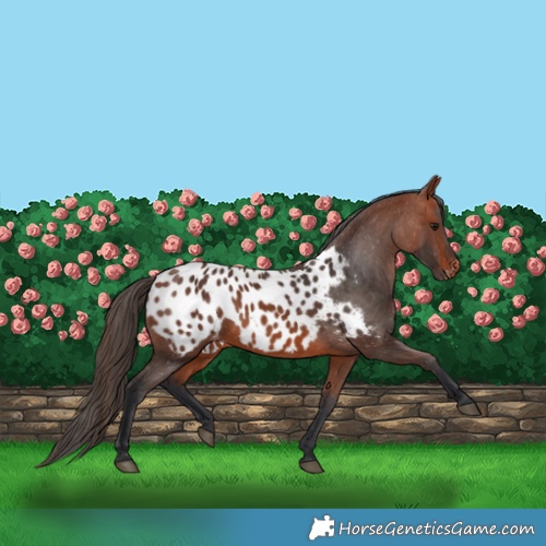 Horse Color:Bay Appaloosa 
