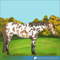 Horse Color:Buckskin Near Leopard