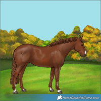 Horse Color:Chestnut 