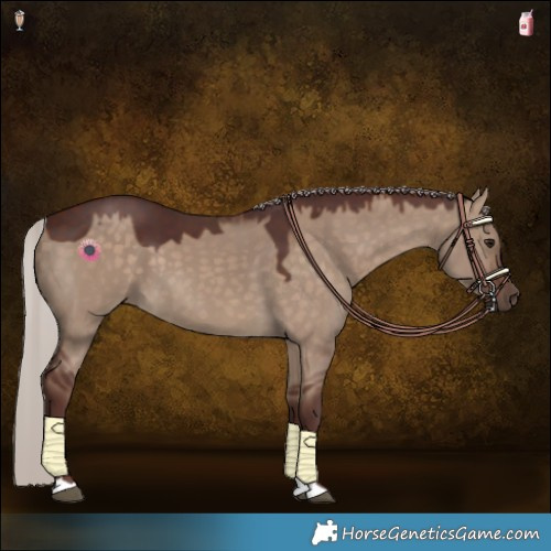 Horse Color:Chocolate Silver Brown Dun 