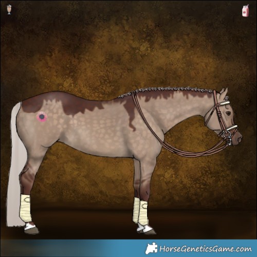 Horse Color:Chocolate Silver Brown Dun 