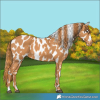 Horse Color:Chestnut Appaloosa