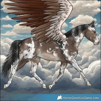 Horse Color:White Spotted Brown Dun Sabino