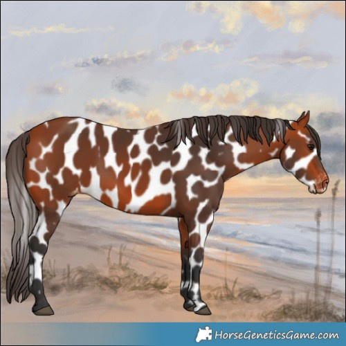 Horse Color:Bay Near Leopard 