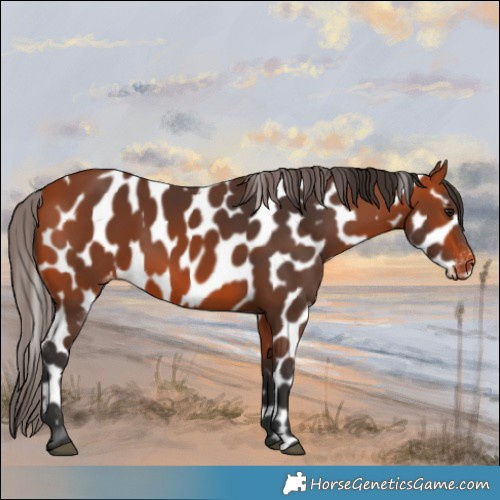 Horse Color:Bay Appaloosa