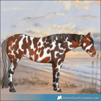 Horse Color:Bay Appaloosa