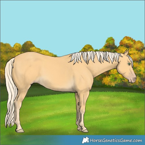 Horse Color:Gold Cream Champagne 