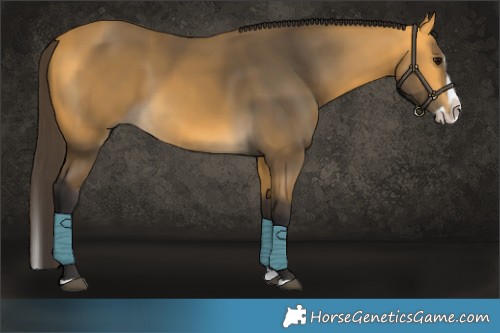 Horse Color:Buckskin Splash 