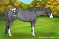 Horse Color:Black Sabino Blanket Rabicano 